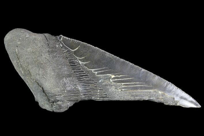 Partial Fossil Megalodon Tooth - Serrated Blade #84255